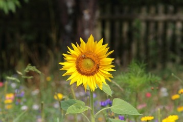 sun-flower-551432_640